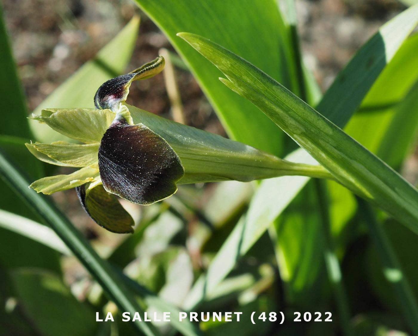 Iris, Snakes head flower